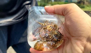 The High-Stakes World of Baby Lobster Diving: A Daily Struggle for Coastal Fishers - image 5