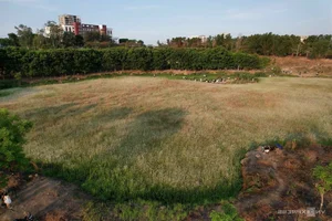 Saigon's Hidden Reed Fields: The Ultimate Photography Spot for Youth - image 1