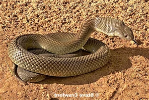 The Strange Truth About Venomous Snakes That Stalk Sleeping Humans - image 1