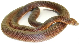 The Strange Truth About Venomous Snakes That Stalk Sleeping Humans - image 6