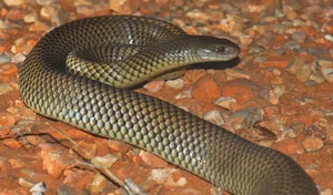 The Strange Truth About Venomous Snakes That Stalk Sleeping Humans - image 7