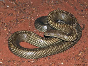 The Strange Truth About Venomous Snakes That Stalk Sleeping Humans - image 5