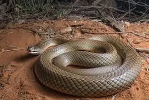 The Strange Truth About Venomous Snakes That Stalk Sleeping Humans - image 2