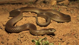 The Strange Truth About Venomous Snakes That Stalk Sleeping Humans - image 0