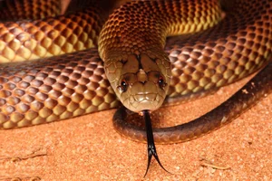 The Strange Truth About Venomous Snakes That Stalk Sleeping Humans - image 3
