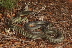 The Strange Truth About Venomous Snakes That Stalk Sleeping Humans - image 4