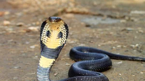 Unexpected Wildlife Encounters: Staying Safe When Snakes Hide in Unusual Places - image 0