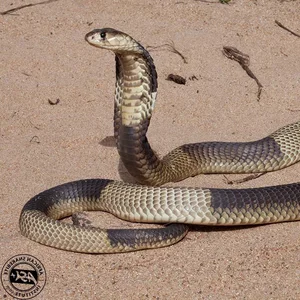 Unexpected Wildlife Encounters: Staying Safe When Snakes Hide in Unusual Places - image 5