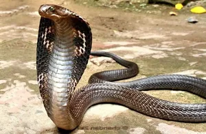 Unexpected Wildlife Encounters: Staying Safe When Snakes Hide in Unusual Places - image 3