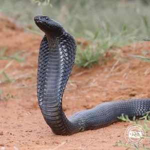 Unexpected Wildlife Encounters: Staying Safe When Snakes Hide in Unusual Places - image 2