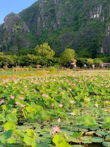 Budget Travel Guide: Experience Ninh Binh’s Lotus Season for Just $40 - image 3