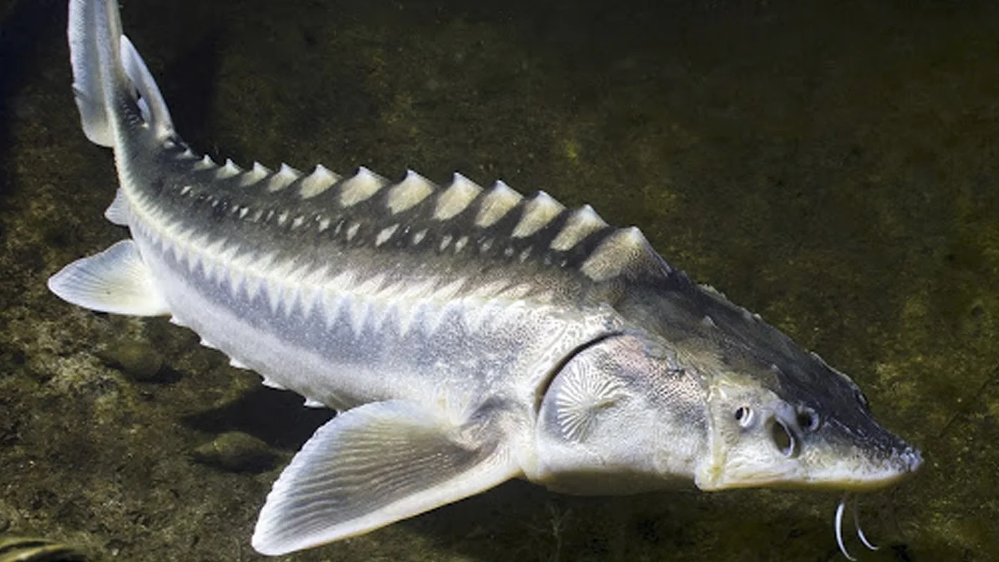 Discover the Mysterious Deep-Sea Fish Carrying 'Black Diamonds' Inside