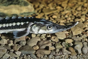 Discover the Mysterious Deep-Sea Fish Carrying 'Black Diamonds' Inside - image 7