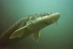 Discover the Mysterious Deep-Sea Fish Carrying 'Black Diamonds' Inside - image 4