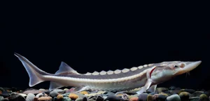 Discover the Mysterious Deep-Sea Fish Carrying 'Black Diamonds' Inside - image 1