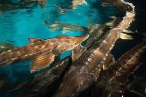 Discover the Mysterious Deep-Sea Fish Carrying 'Black Diamonds' Inside - image 2