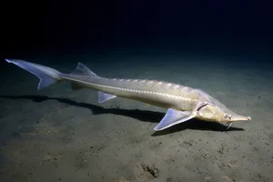 Discover the Mysterious Deep-Sea Fish Carrying 'Black Diamonds' Inside - image 6