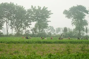 Pakistan Smog Crisis: Record Pollution Levels Impacting Millions in Lahore and Beyond - image 10