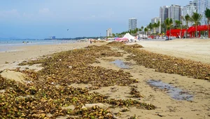 Environmental Challenges at Vung Tau's Bai Sau Beach: The Ongoing Cleanup - image 4