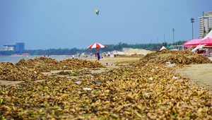 Environmental Challenges at Vung Tau's Bai Sau Beach: The Ongoing Cleanup - image 8