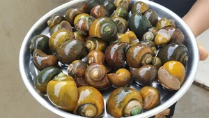 Exploring India's Exotic Snail Delicacy: A Taste Better Than Goat Meat? - image 6