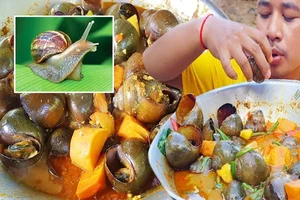 Exploring India's Exotic Snail Delicacy: A Taste Better Than Goat Meat? - image 4