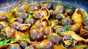 Exploring India's Exotic Snail Delicacy: A Taste Better Than Goat Meat? - image 0