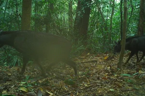 Wild Life in Quang Tri: Capturing Rare Moments of Animal Families in the Forest - image 0