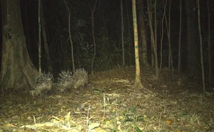 Wild Life in Quang Tri: Capturing Rare Moments of Animal Families in the Forest - image 3