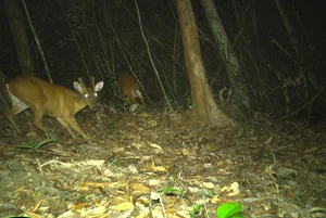 Wild Life in Quang Tri: Capturing Rare Moments of Animal Families in the Forest - image 6