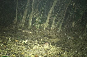 Wild Life in Quang Tri: Capturing Rare Moments of Animal Families in the Forest - image 2