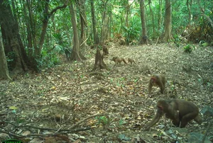 Wild Life in Quang Tri: Capturing Rare Moments of Animal Families in the Forest - image 4