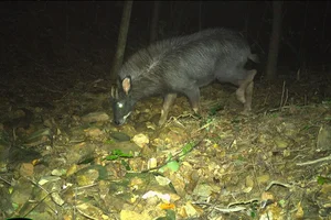 Wild Life in Quang Tri: Capturing Rare Moments of Animal Families in the Forest - image 7