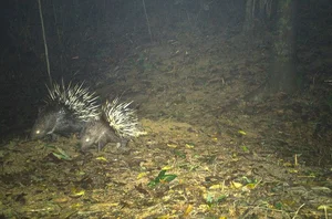 Wild Life in Quang Tri: Capturing Rare Moments of Animal Families in the Forest - image 5