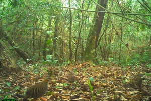 Wild Life in Quang Tri: Capturing Rare Moments of Animal Families in the Forest - image 1