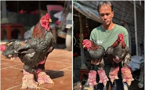 Why People Are Rushing to Buy Dong Tao Chicken Feet for Tet - image 3