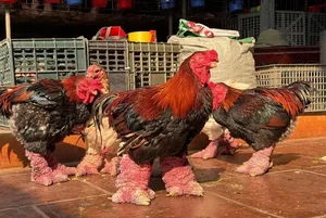 Why People Are Rushing to Buy Dong Tao Chicken Feet for Tet - image 0