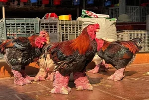 Why People Are Rushing to Buy Dong Tao Chicken Feet for Tet - image 9