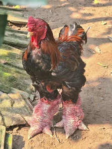 Why People Are Rushing to Buy Dong Tao Chicken Feet for Tet - image 4