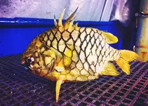 Mekong Delta's Humble Fish: Transformed into an Exquisite Grilled Delicacy for Food Lovers. - image 1