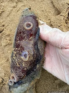 A Timeless Discovery: New Zealand Family Finds Message in a Bottle After 20 Years - image 0