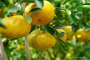 Thousands of Tourists Explore Dong Thap Flower and Mandarin Orange Gardens - image 4
