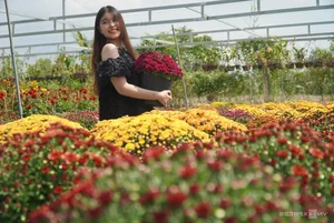 Thousands of Tourists Explore Dong Thap Flower and Mandarin Orange Gardens - image 8