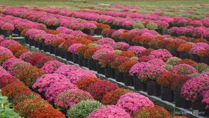Thousands of Tourists Explore Dong Thap Flower and Mandarin Orange Gardens - image 0