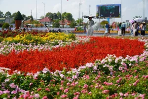 Thousands of Tourists Explore Dong Thap Flower and Mandarin Orange Gardens - image 1