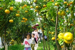 Thousands of Tourists Explore Dong Thap Flower and Mandarin Orange Gardens - image 2