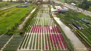 Thousands of Tourists Explore Dong Thap Flower and Mandarin Orange Gardens - image 3