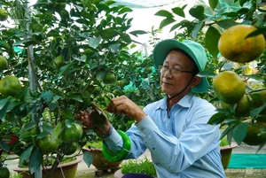 Thousands of Tourists Explore Dong Thap Flower and Mandarin Orange Gardens - image 9