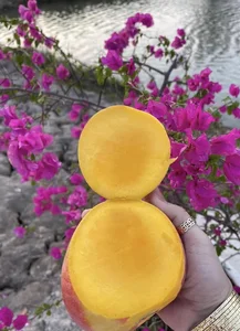 Exploring Vietnam's Most Famous and Majestic Ancient Mango Tree - image 4