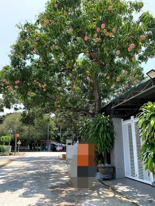 Exploring Vietnam's Most Famous and Majestic Ancient Mango Tree - image 8